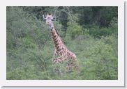 07AkagaraPMGameDrive - 05 * Giraffe (Twiga).
